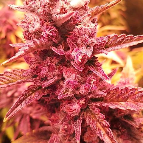 Banana purple punch, Lemon Cherry cookies, Papaya cookies  growlog timeline photo