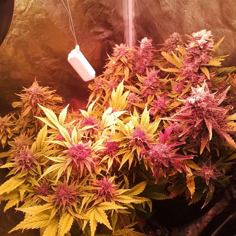 Banana purple punch, Lemon Cherry cookies, Papaya cookies  growlog timeline photo