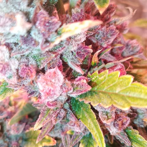 Banana purple punch, Lemon Cherry cookies, Papaya cookies  growlog timeline photo
