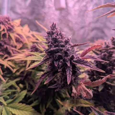 Banana purple punch, Lemon Cherry cookies, Papaya cookies  growlog timeline photo
