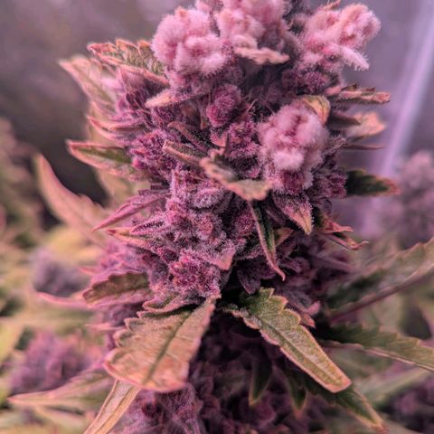 Banana purple punch, Lemon Cherry cookies, Papaya cookies  growlog timeline photo