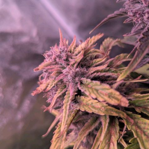Banana purple punch, Lemon Cherry cookies, Papaya cookies  growlog timeline photo