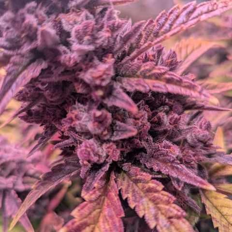 Banana purple punch, Lemon Cherry cookies, Papaya cookies  growlog timeline photo