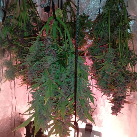 Banana purple punch, Lemon Cherry cookies, Papaya cookies  growlog timeline photo