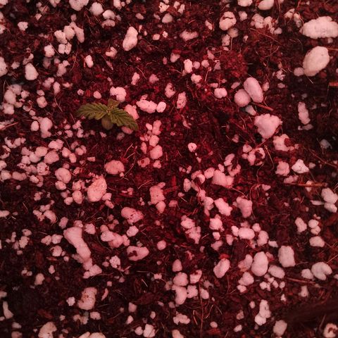 Gorilla Cookies Auto growlog timeline photo