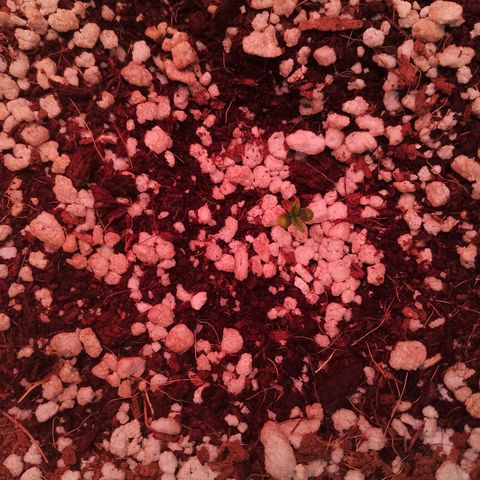 Gorilla Cookies Auto growlog timeline photo