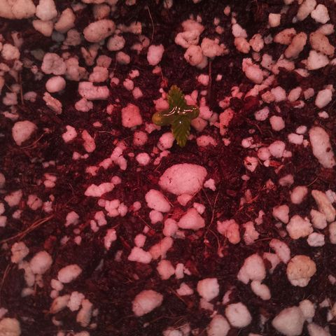 Gorilla Cookies Auto growlog timeline photo