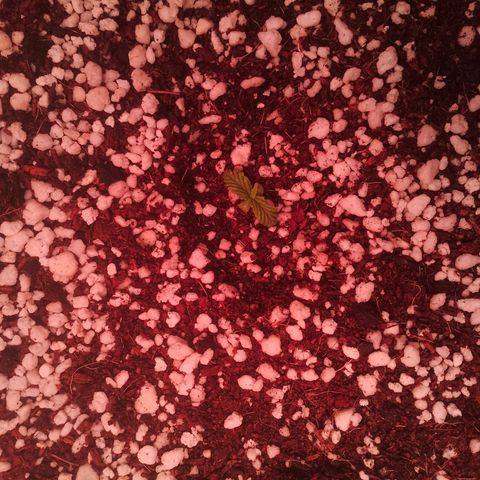 Gorilla Cookies Auto growlog timeline photo