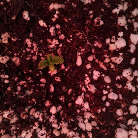 Gorilla Cookies Auto growlog timeline photo