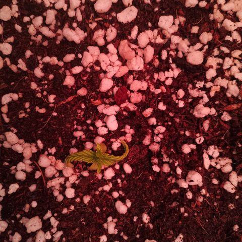 Gorilla Cookies Auto growlog timeline photo