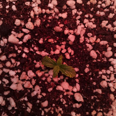 Gorilla Cookies Auto growlog timeline photo