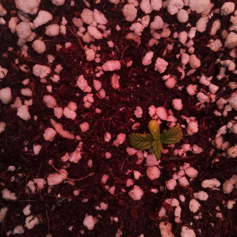 Gorilla Cookies Auto growlog timeline photo