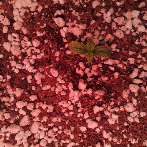 Gorilla Cookies Auto growlog timeline photo