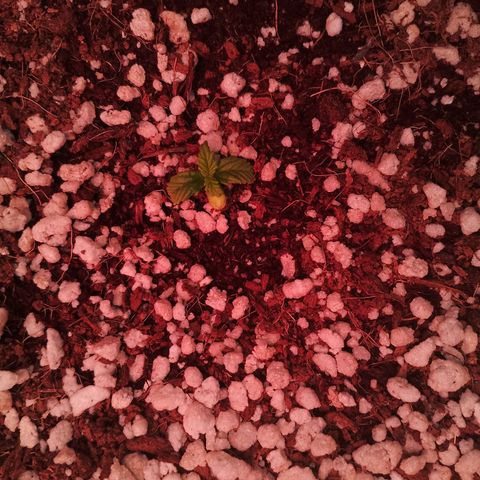 Gorilla Cookies Auto growlog timeline photo