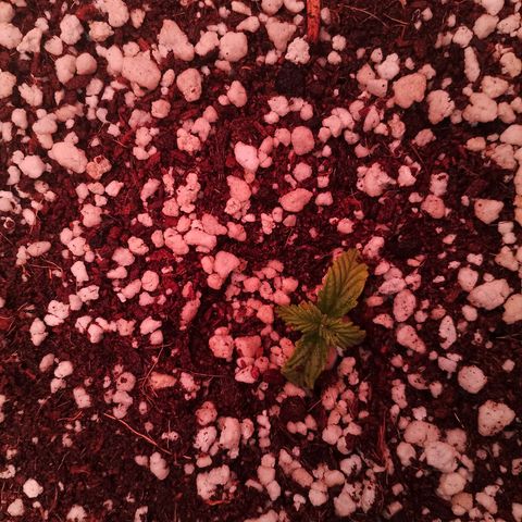 Gorilla Cookies Auto growlog timeline photo