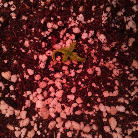 Gorilla Cookies Auto growlog timeline photo