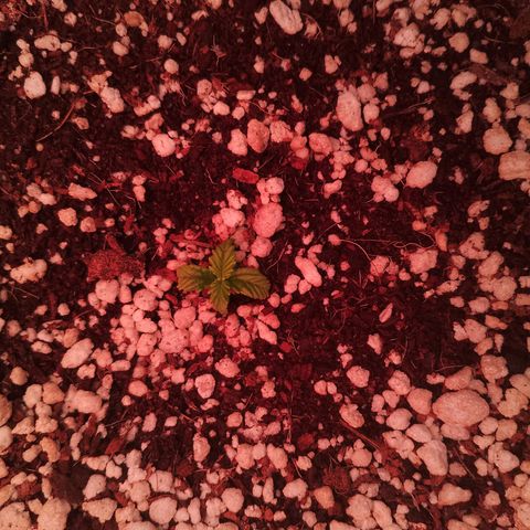 Gorilla Cookies Auto growlog timeline photo