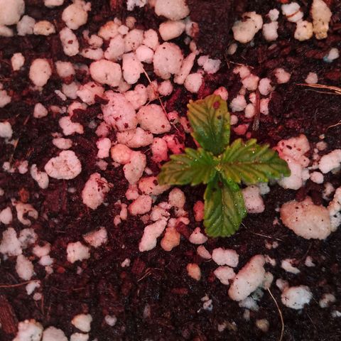 Gorilla Cookies Auto growlog timeline photo