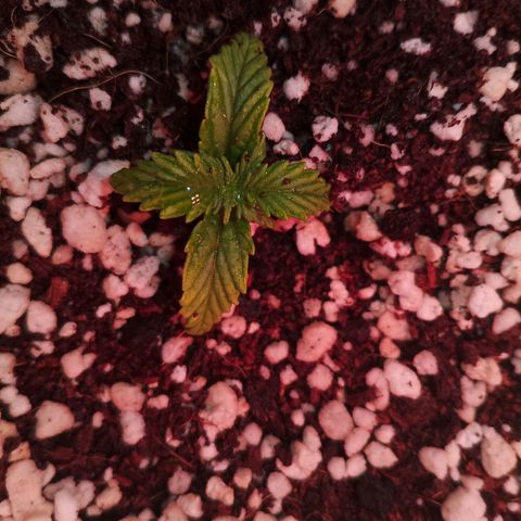Gorilla Cookies Auto growlog timeline photo