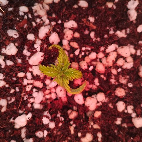 Gorilla Cookies Auto growlog timeline photo