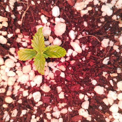 Gorilla Cookies Auto growlog timeline photo