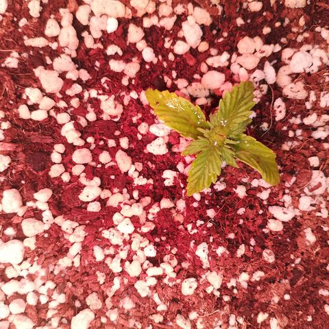 Gorilla Cookies Auto growlog timeline photo