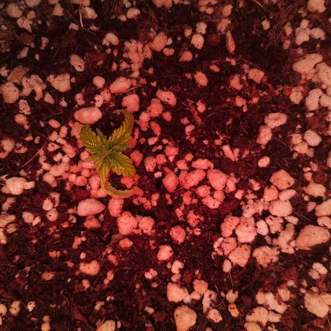 Gorilla Cookies Auto growlog timeline photo