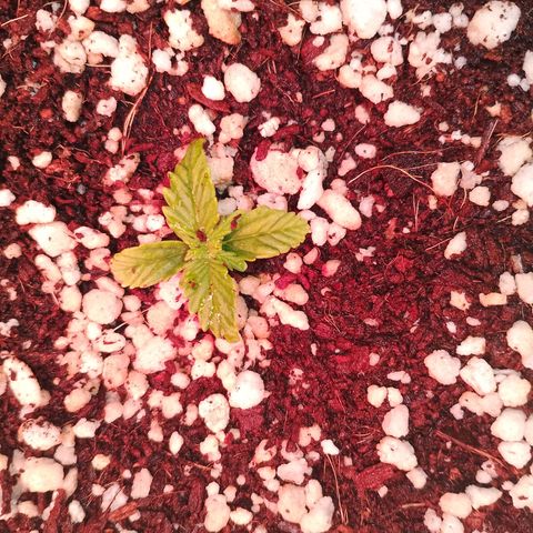 Gorilla Cookies Auto growlog timeline photo