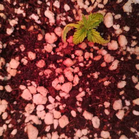 Gorilla Cookies Auto growlog timeline photo