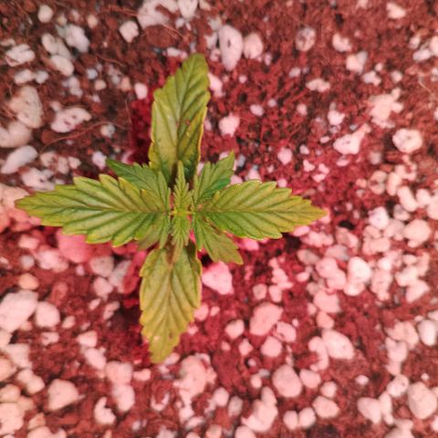 Gorilla Cookies Auto growlog timeline photo