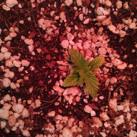 Gorilla Cookies Auto growlog timeline photo