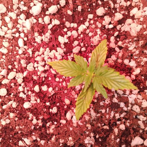 Gorilla Cookies Auto growlog timeline photo