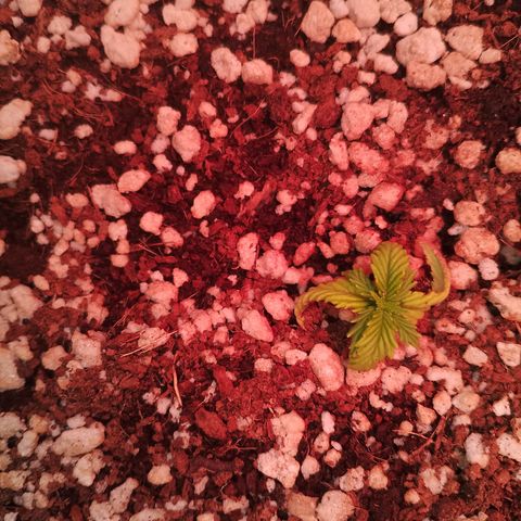 Gorilla Cookies Auto growlog timeline photo