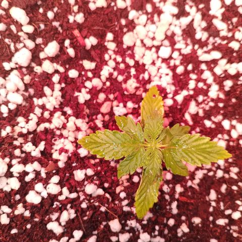 Gorilla Cookies Auto growlog timeline photo