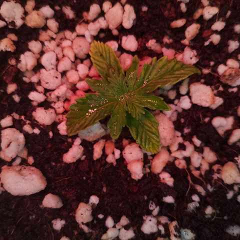 Gorilla Cookies Auto growlog timeline photo
