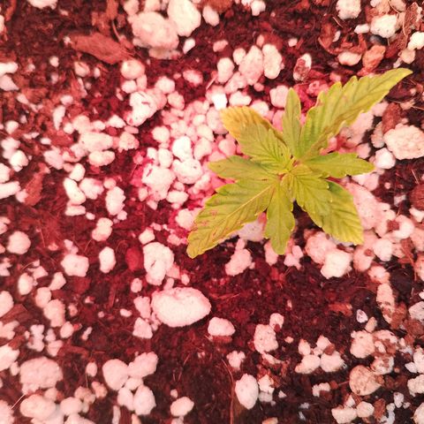 Gorilla Cookies Auto growlog timeline photo