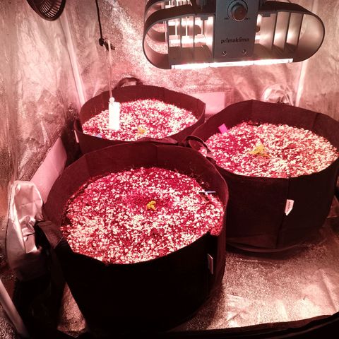 Gorilla Cookies Auto growlog timeline photo
