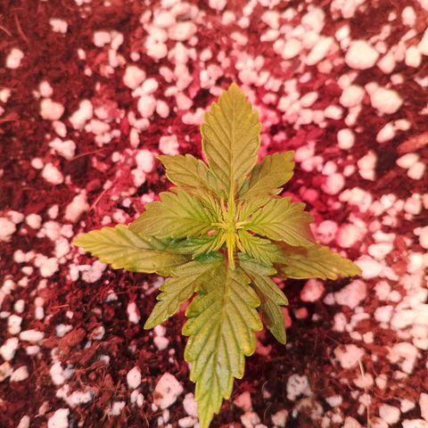 Gorilla Cookies Auto growlog timeline photo