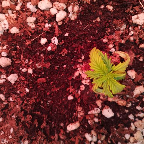 Gorilla Cookies Auto growlog timeline photo