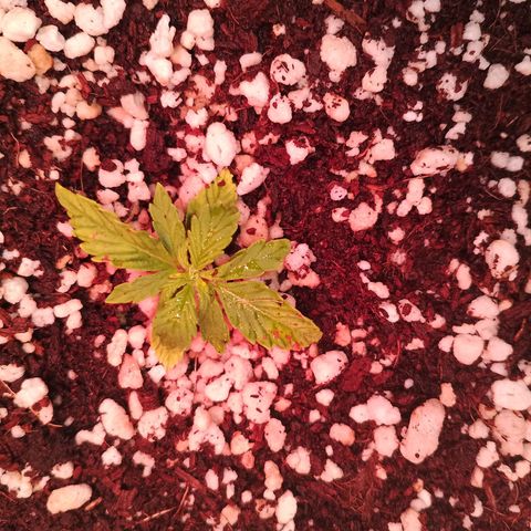 Gorilla Cookies Auto growlog timeline photo
