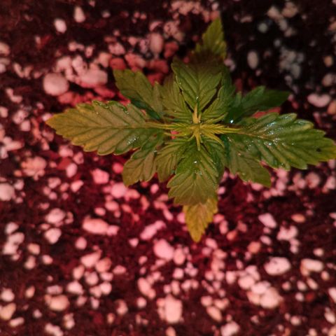 Gorilla Cookies Auto growlog timeline photo