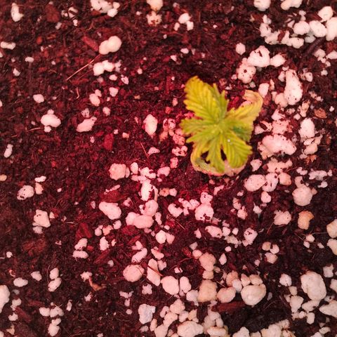 Gorilla Cookies Auto growlog timeline photo
