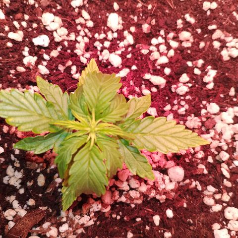 Gorilla Cookies Auto growlog timeline photo