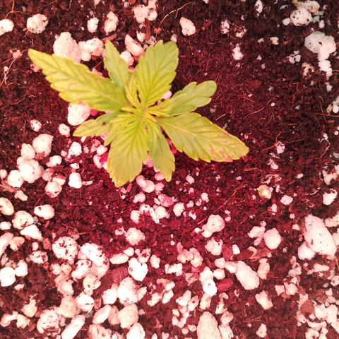 Gorilla Cookies Auto growlog timeline photo