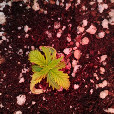 Gorilla Cookies Auto growlog timeline photo