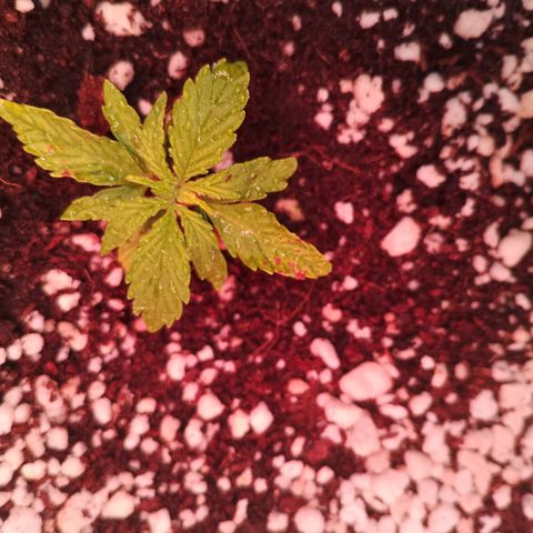 Gorilla Cookies Auto growlog timeline photo