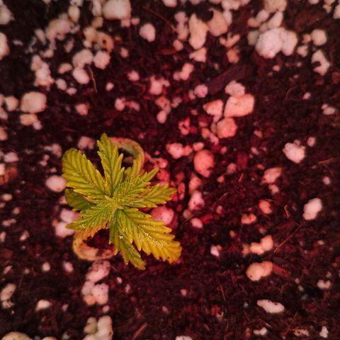 Gorilla Cookies Auto growlog timeline photo