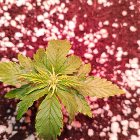 Gorilla Cookies Auto growlog timeline photo