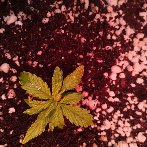 Gorilla Cookies Auto growlog timeline photo