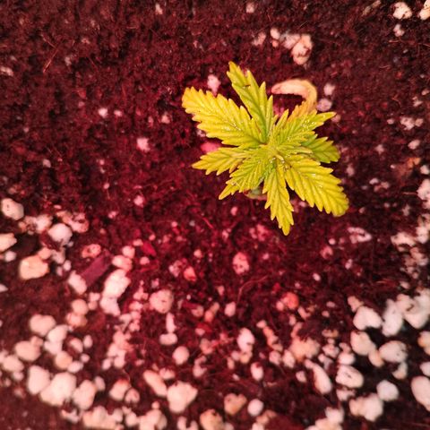 Gorilla Cookies Auto growlog timeline photo